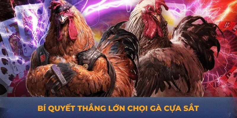 Bí quyết thắng lớn chọi gà cựa sắt