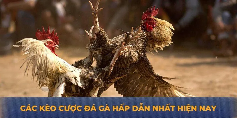 Các kèo cược đá gà hấp dẫn nhất hiện nay