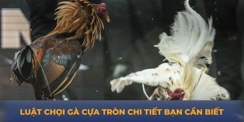 Luật chọi gà cựa tròn chi tiết bạn cần biết