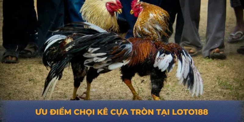 Ưu điểm chọi kê cựa tròn tại Loto188