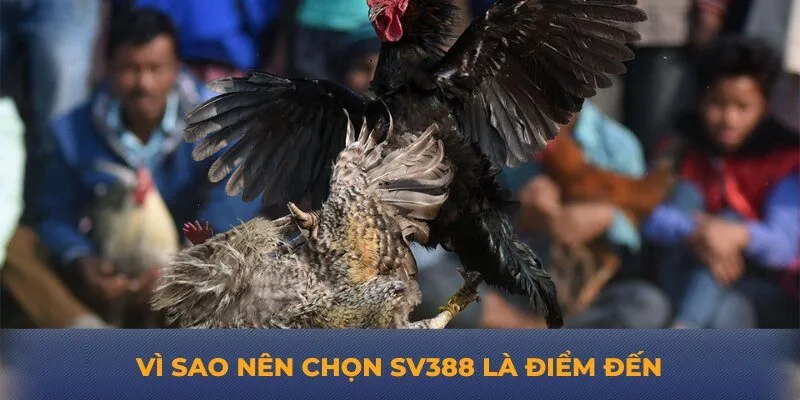 Vì sao nên chọn SV388 là điểm đến